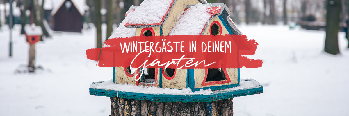 Wintergäste in deinem Garten - Wintergäste in deinem Garten