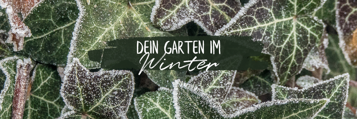 Dein Garten im Winter - Dein Garten im Winter