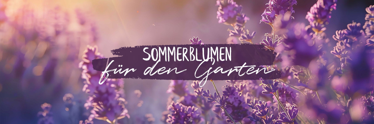 Sommerblumen für den Garten - Sommerblumen für den Garten