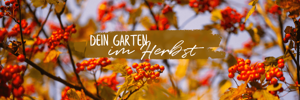 Dein Garten im Herbst - Dein Garten im Herbst | Koll Living